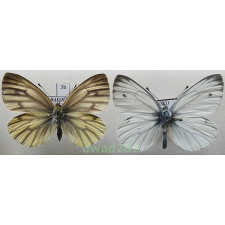 Pieris bryoniae lorkovici Eitschberger, 1984 pair Igen. Austria3b